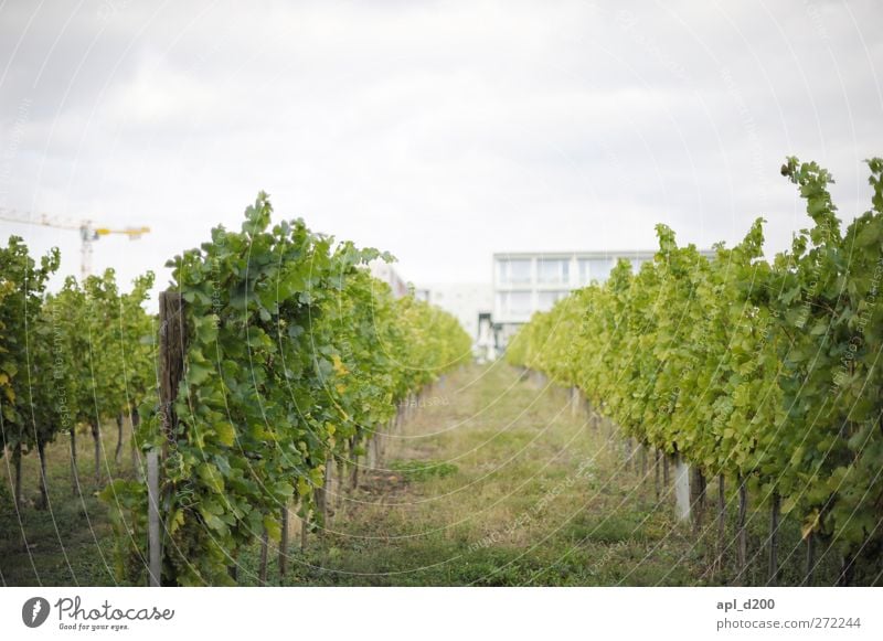 Weinberg Freizeit & Hobby Ferien & Urlaub & Reisen Sommer Sommerurlaub wandern Haus Garten Umwelt Natur Himmel Pflanze Nutzpflanze hängen stehen ästhetisch gut