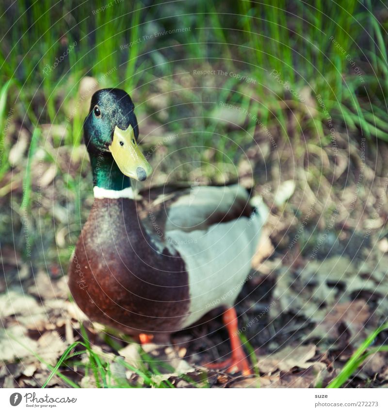 Nag-Nag Umwelt Natur Tier Urelemente Erde Wetter Schönes Wetter Gras Blatt Wildtier Vogel 1 stehen Neugier Entenvögel herbstlich Herbstbeginn Herbstwetter