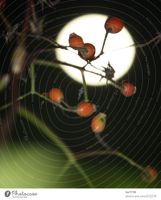 Hagebuttenzweig vorm Vollmond Natur Pflanze Nachthimmel Mond Herbst Blume Rose träumen rund braun grün rot Romantik schön Vorsicht Sehnsucht Erholung Idylle