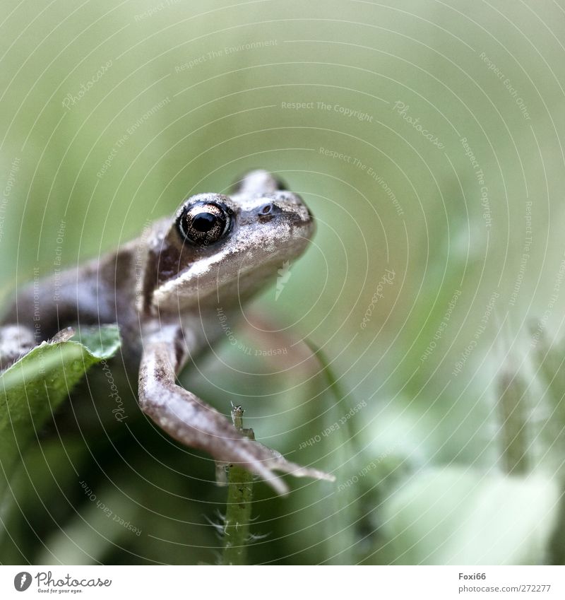 noch mehr Frühlingsquak Luft Wasser Gras Garten Wiese Wildtier Frosch 1 Tier kalt klein natürlich braun grün weiß Begeisterung Tierliebe achtsam