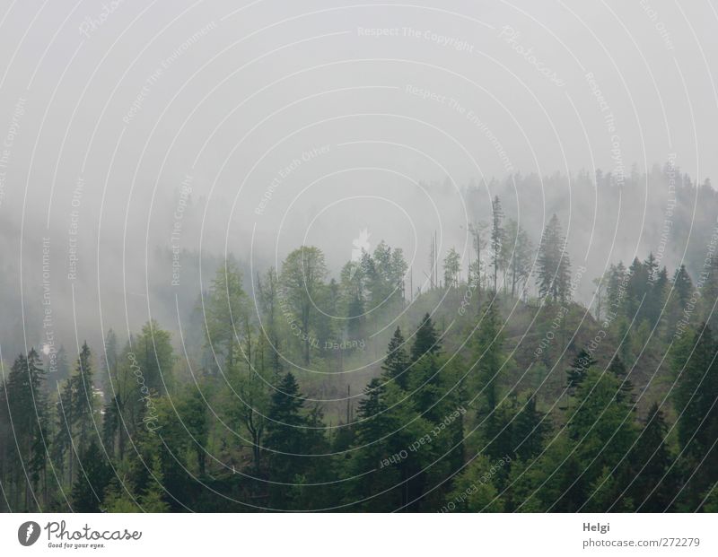 Hochnebel Umwelt Natur Landschaft Pflanze Frühling Nebel Baum Mischwald Fichte Buche Wald Berge u. Gebirge stehen Wachstum außergewöhnlich dunkel hoch kalt nass