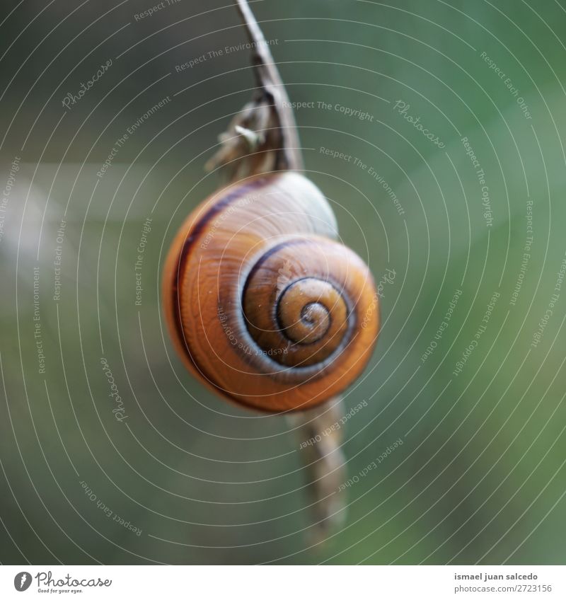 Schnecke auf der Blume Riesenglanzschnecke Tier Wanze Insekt klein Panzer Natur Pflanze Garten Außenaufnahme Zerbrechlichkeit niedlich Beautyfotografie