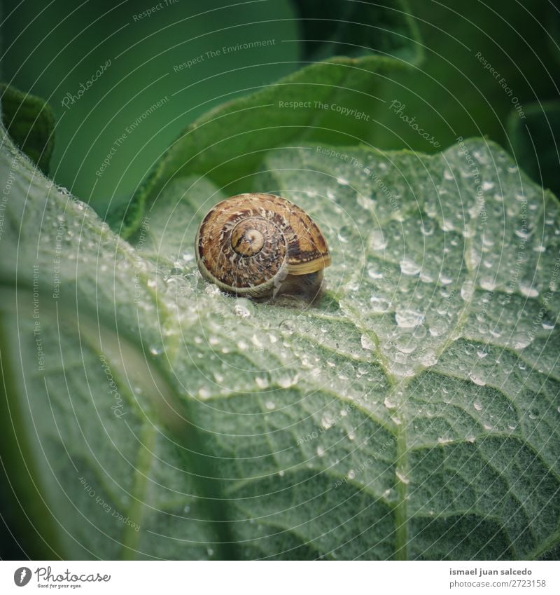 Schnecke auf der Blume Riesenglanzschnecke Tier Wanze Insekt klein Panzer Natur Pflanze Garten Außenaufnahme Zerbrechlichkeit niedlich Beautyfotografie