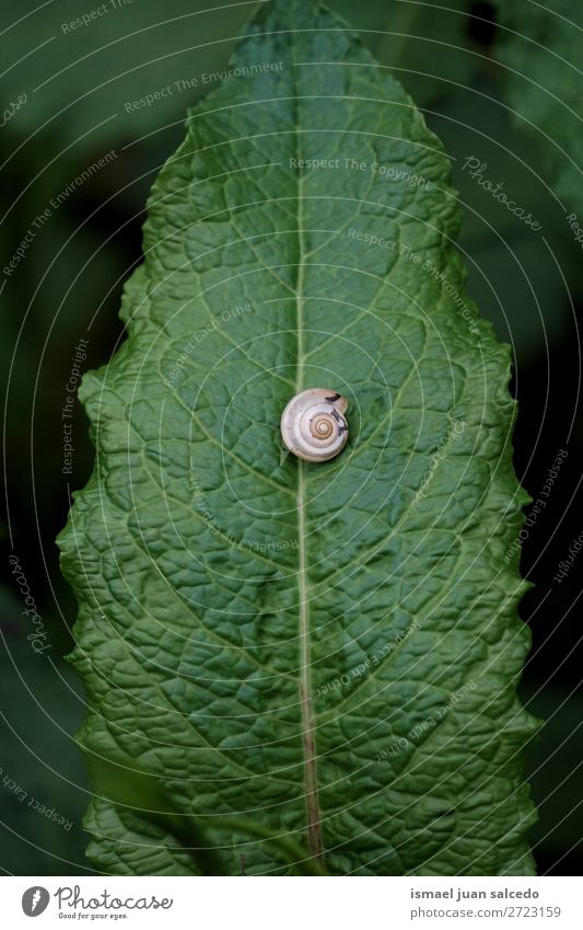 Schnecke auf der Blume Riesenglanzschnecke Tier Wanze Insekt klein Panzer Natur Pflanze Garten Außenaufnahme Zerbrechlichkeit niedlich Beautyfotografie