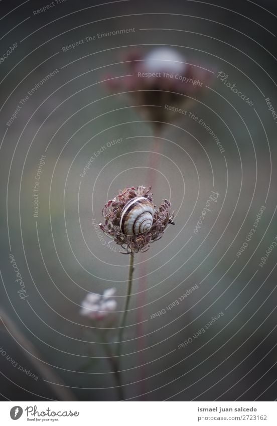 Schnecke auf der Blume Riesenglanzschnecke Tier Wanze Insekt klein Panzer Natur Pflanze Garten Außenaufnahme Zerbrechlichkeit niedlich Beautyfotografie