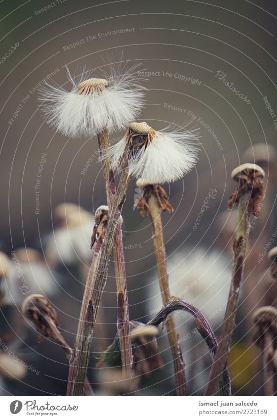 abstrakte Löwenzahnblütenpflanze Blume Pflanze Samen geblümt Garten Natur Dekoration & Verzierung Konsistenz weich Außenaufnahme Hintergrund romantisch