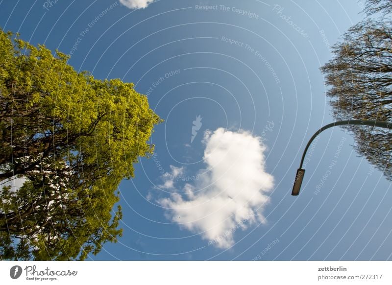 Bäume, Wolken, Himmel und Laterne Umwelt Natur Sommer Klima Klimawandel Wetter Schönes Wetter Pflanze Baum Park Stadt Architektur gut Berlin lankwitz