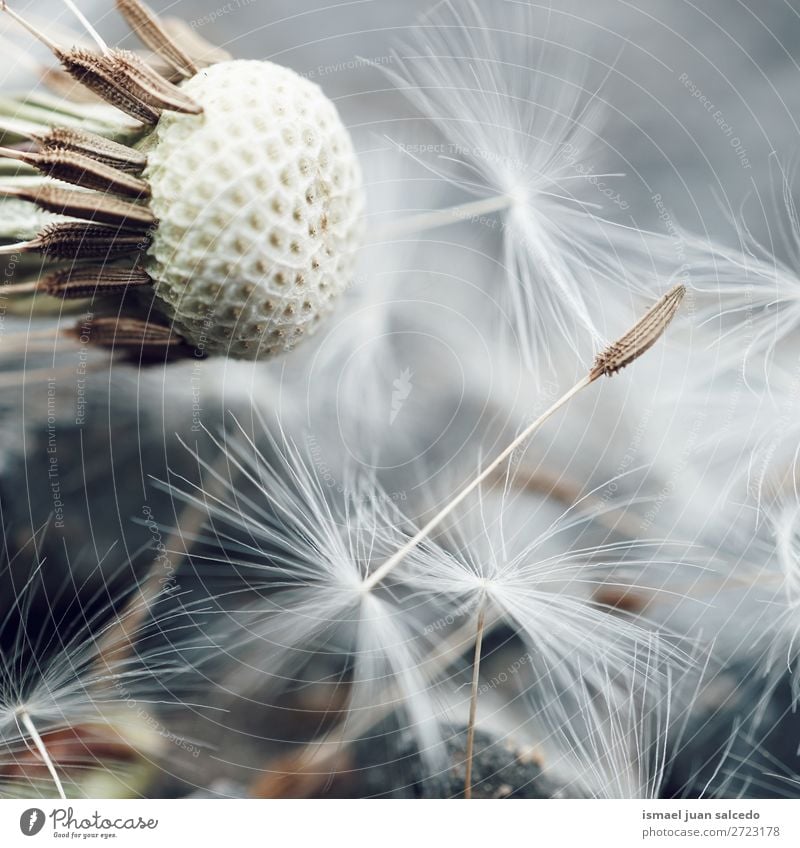 Löwenzahn Blumensamen Pflanze Samen geblümt Garten Natur Dekoration & Verzierung abstrakt Konsistenz weich Außenaufnahme Hintergrund romantisch Zerbrechlichkeit