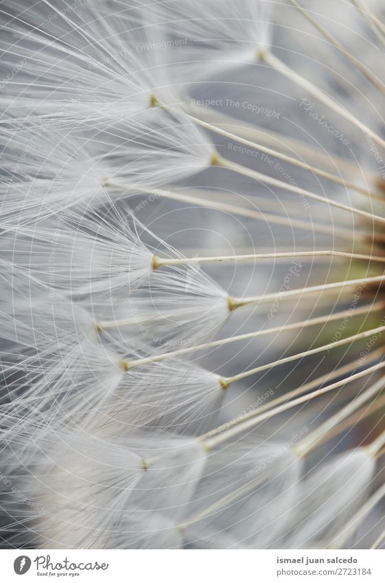 Löwenzahn Blumensamen Pflanze Samen geblümt Garten Natur Dekoration & Verzierung abstrakt Konsistenz weich Außenaufnahme Hintergrund romantisch Zerbrechlichkeit