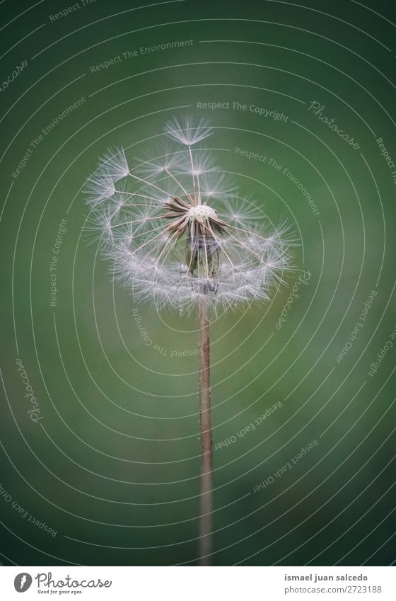 Löwenzahnblume Blume Pflanze Samen geblümt Garten Natur Dekoration & Verzierung abstrakt Konsistenz weich Außenaufnahme Hintergrund romantisch Zerbrechlichkeit