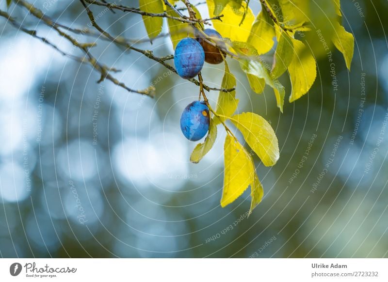 Pflaumen am Ast Frucht Gesunde Ernährung Wellness Umwelt Natur Pflanze Sommer Herbst Baum Blatt Pflaumenbaum hängen Gesundheit natürlich blau grün Frieden Klima