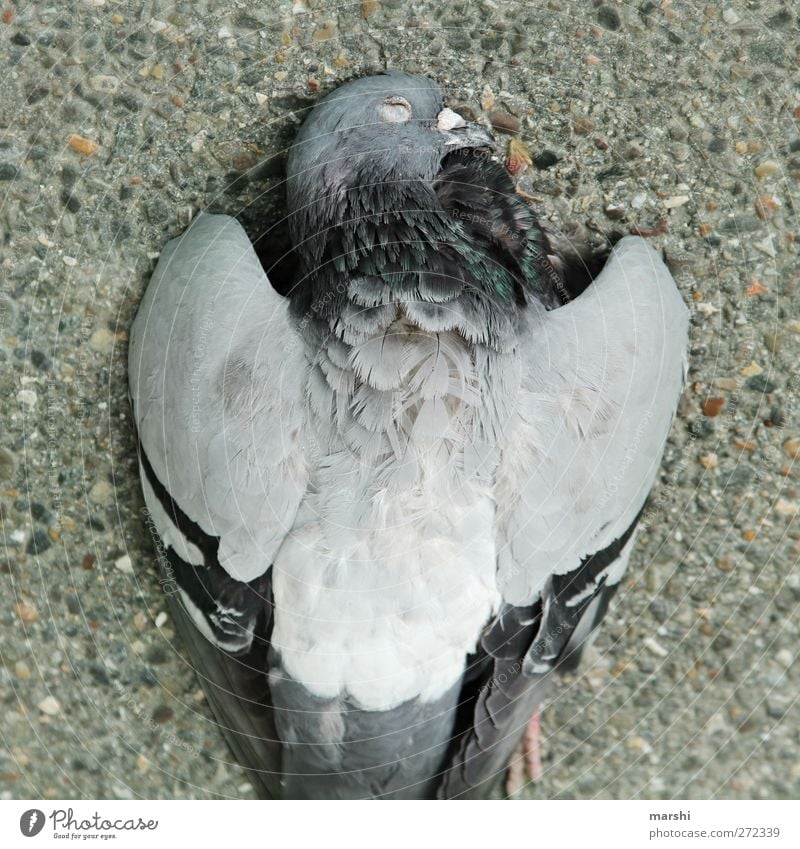 UT Stuttgart | Heidelberg - Die BundesTaube Tier Totes Tier Vogel 1 grau Metallfeder Tod Beton Straße Farbfoto Außenaufnahme