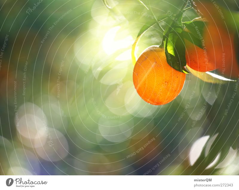 Orange Garden I Natur Pflanze ästhetisch Zufriedenheit Orangensaft Orangenhaut Orangenbaum Orangenhain Orangentee Frucht fruchtig reif hängen grün ökologisch