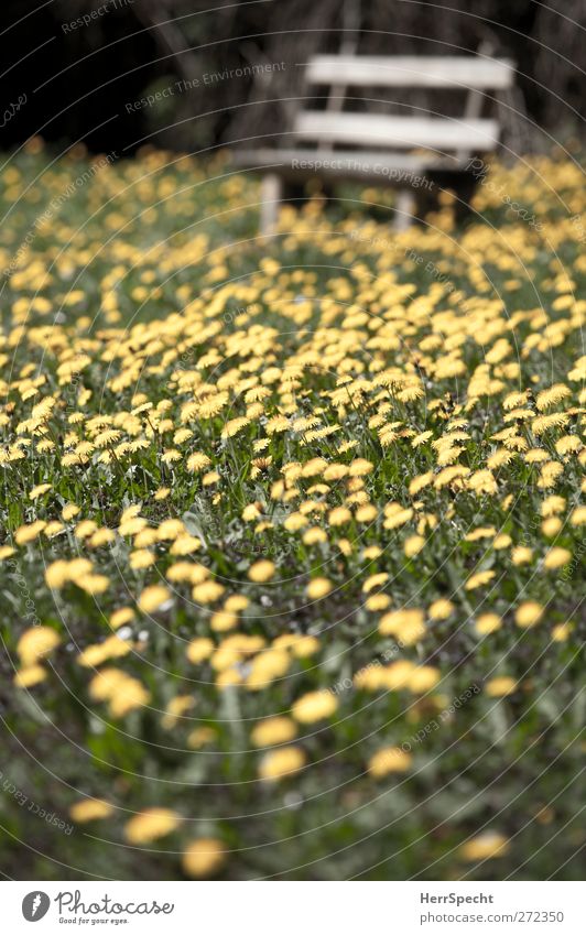 Don't step on the dandylions Natur Landschaft Frühling Schönes Wetter Blume Gras Blüte Grünpflanze Park Wiese schön gelb grün Lebensfreude Frühlingsgefühle