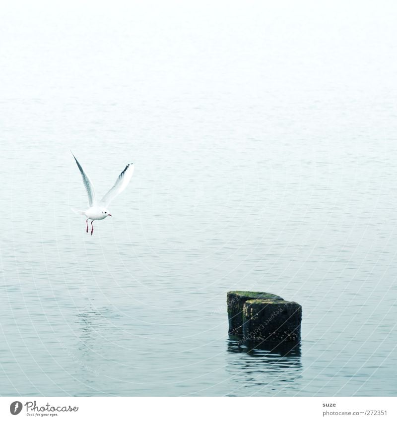 Landeanflug Meer Umwelt Natur Tier Urelemente Wasser Himmel Klima Wetter Ostsee Wildtier Vogel Flügel 1 fliegen authentisch einfach Einsamkeit Möwenvögel