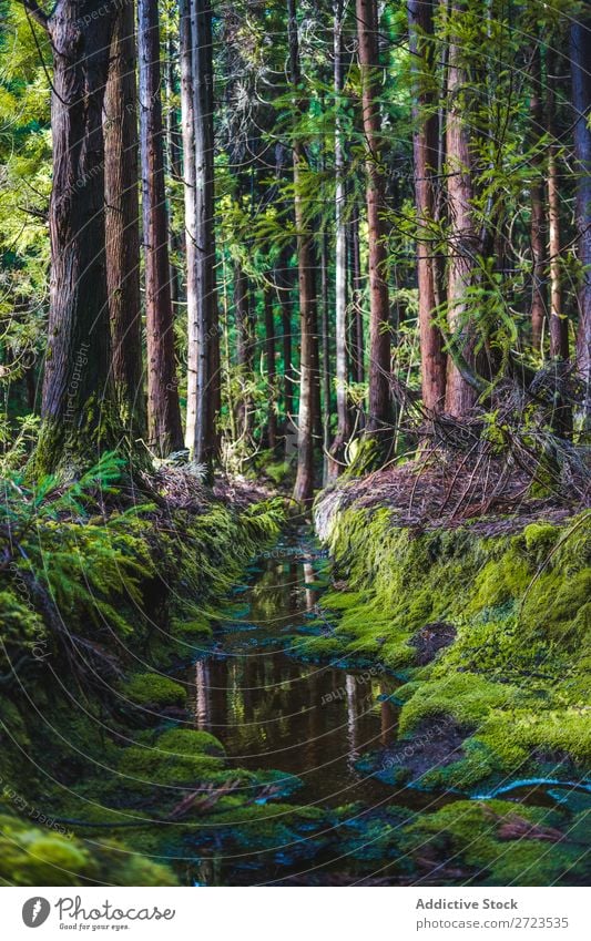 Großer Felsen mit Moosbefall Wachstum nass Höhle grün Natur Stein natürlich Konsistenz Umwelt frisch Wand Gras Azoren Oberfläche Blatt abstrakt schön