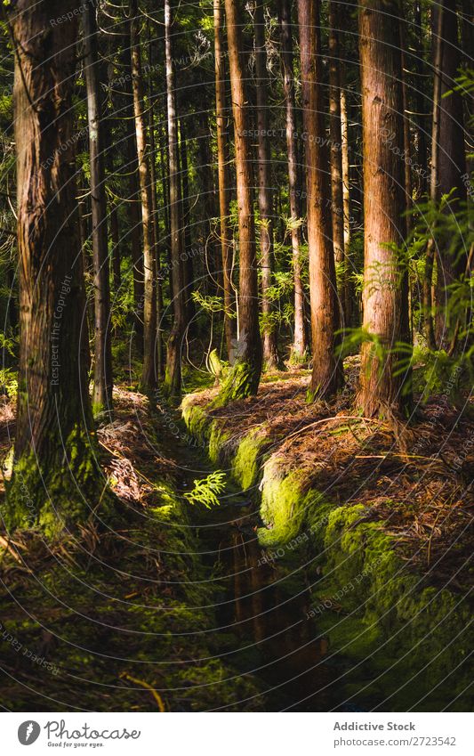 Wald mit Bäumen und Moos Baum Süden alt Natur Eiche Landschaft Wurzel live Eichen grün natürlich Pflanze Menschenleer Wildnis Außenaufnahme Sonne horizontal