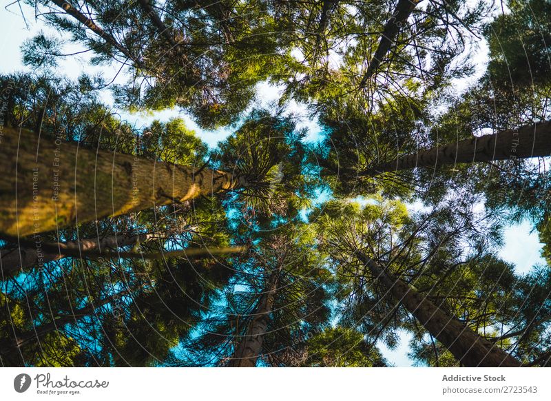 Wald mit Bäumen und Moos Baum Süden alt Natur Eiche Landschaft Wurzel live Eichen grün natürlich Pflanze Menschenleer Wildnis Außenaufnahme Sonne horizontal