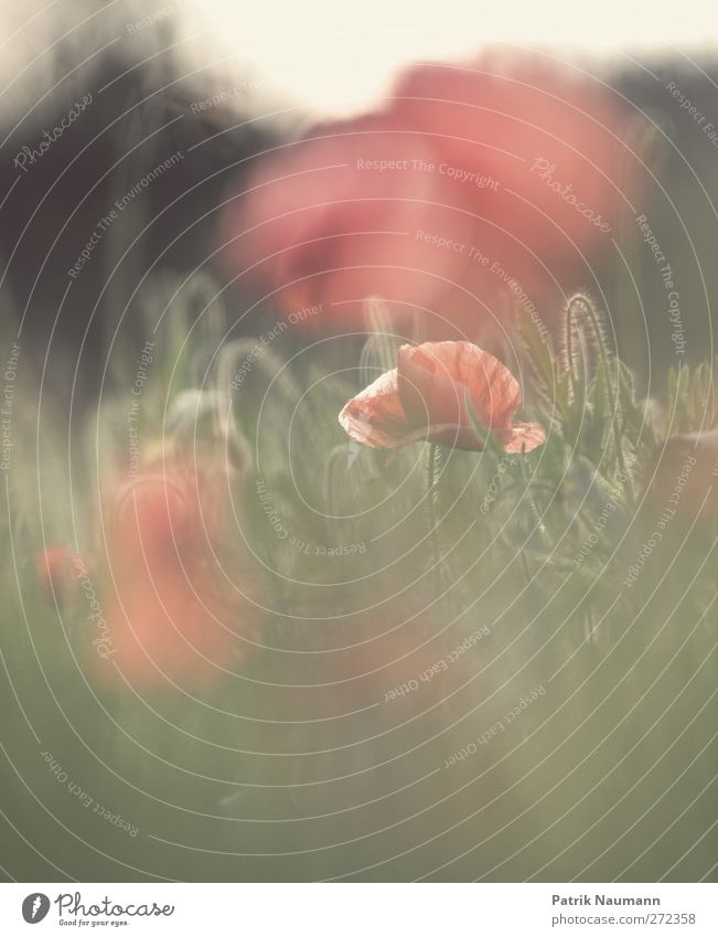 hide and seek Umwelt Pflanze Tier Klimawandel Schönes Wetter Blume Gras Blüte Wildpflanze Mohn berühren Blühend Duft glänzend leuchten verblüht dehydrieren