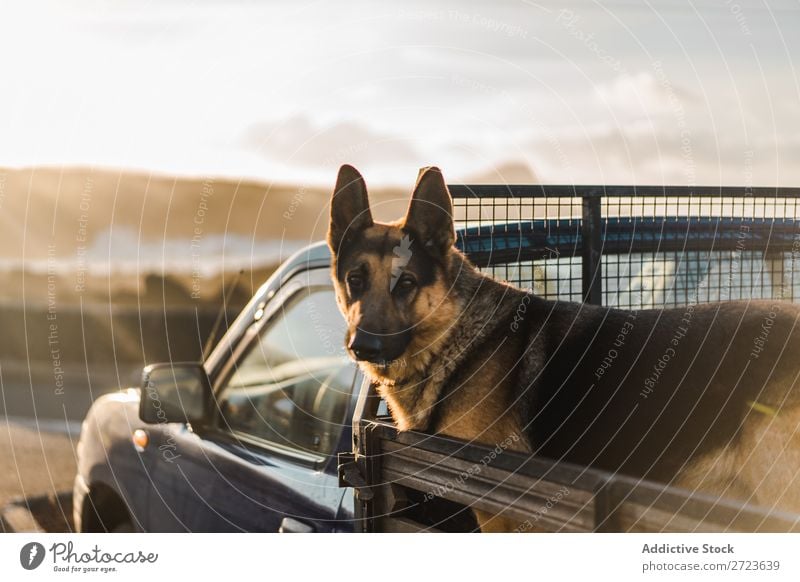 Großer Hund im Auto sitzend PKW Rüssel Pickup Haustier Tier Sommer Fahrzeug niedlich Ferien & Urlaub & Reisen Verkehr groß Schäfer heimisch Azoren Ausflug