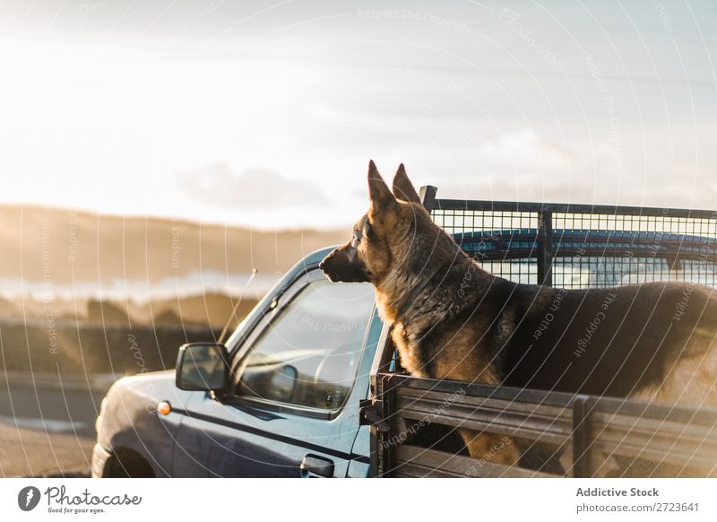 Großer Hund im Auto sitzend PKW Rüssel Pickup Haustier Tier Sommer Fahrzeug niedlich Ferien & Urlaub & Reisen Verkehr groß Schäfer heimisch Azoren Ausflug