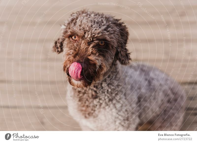 süßer brauner spanischer Wasserhund, der auf dem Boden sitzt. Im Freien Lifestyle Freude Winter Fotokamera Natur Tier Herbst Park Bekleidung Haustier Hund