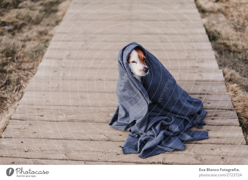 süßer kleiner Hund mit grauem Fell. Auf Holzboden sitzend. Im Freien. Lifestyle Freude Winter Fotokamera Natur Tier Herbst Blatt Park Bekleidung Jacke Mantel