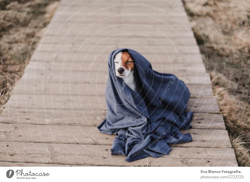 süßer kleiner Hund mit grauem Fell. Portrait im Freien. Lifestyle Freude Winter Fotokamera Natur Tier Herbst Blatt Park Bekleidung Jacke Mantel Haustier sitzen