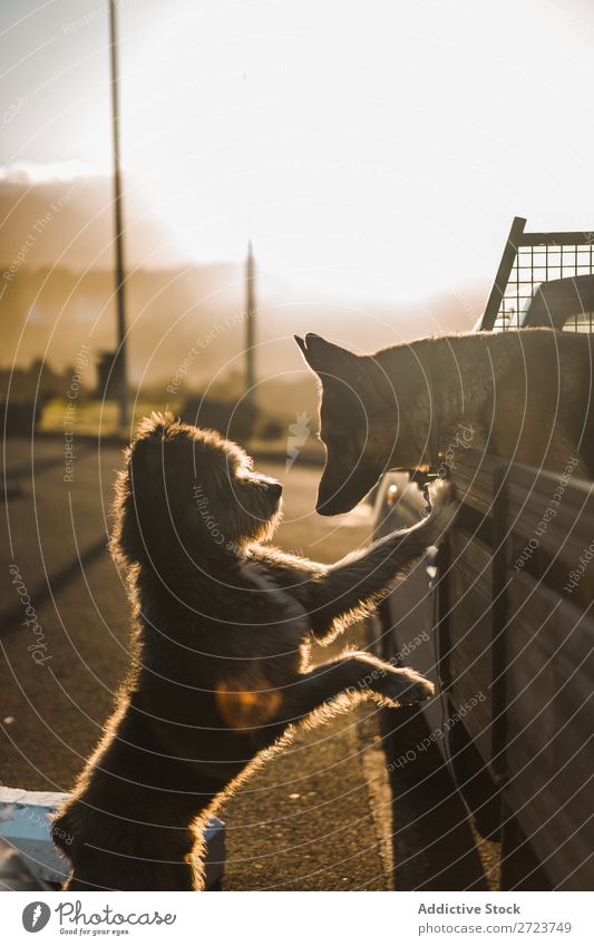 Zwei süße Hunde im Auto PKW sitzen Rüssel Liebe Küssen anlehnen schnüffelnd Pickup Haustier Tier Sommer Fahrzeug niedlich Ferien & Urlaub & Reisen Verkehr groß