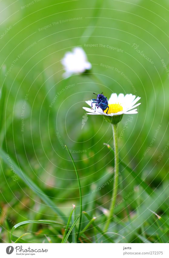 my blue is beautiful Natur Pflanze Tier Blume Gras Wiese Wildtier 1 krabbeln natürlich schön blau Coolness Farbfoto Außenaufnahme Nahaufnahme Menschenleer