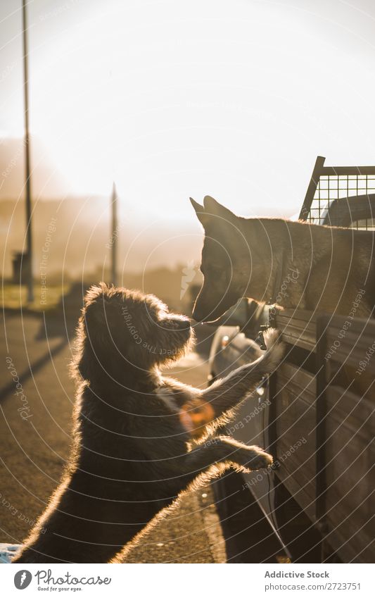 Zwei süße Hunde im Auto PKW sitzen Rüssel Liebe Küssen anlehnen schnüffelnd Pickup Haustier Tier Sommer Fahrzeug niedlich Ferien & Urlaub & Reisen Verkehr groß