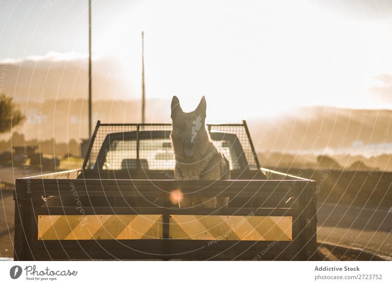 Big Dog Riding im Pickup Kofferraum Hund PKW sitzen Rüssel Reiten Haustier Tier Sommer Fahrzeug niedlich Ferien & Urlaub & Reisen Verkehr groß Schäfer heimisch