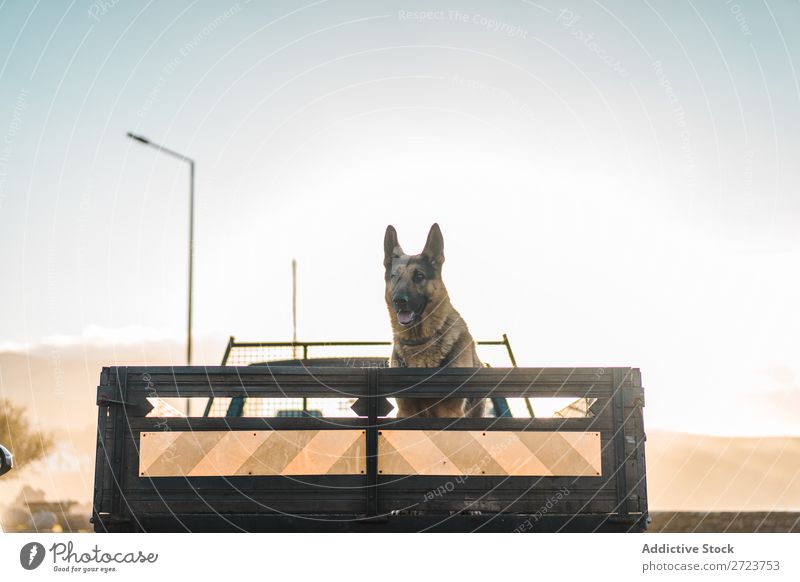 Big Dog Riding im Pickup Kofferraum Hund PKW sitzen Rüssel Reiten Haustier Tier Sommer Fahrzeug niedlich Ferien & Urlaub & Reisen Verkehr groß Schäfer heimisch