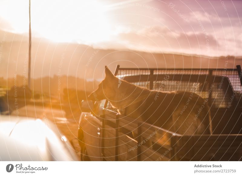 Big Dog Riding im Pickup Kofferraum Hund PKW sitzen Rüssel Reiten Haustier Tier Sommer Fahrzeug niedlich Ferien & Urlaub & Reisen Verkehr groß Schäfer heimisch