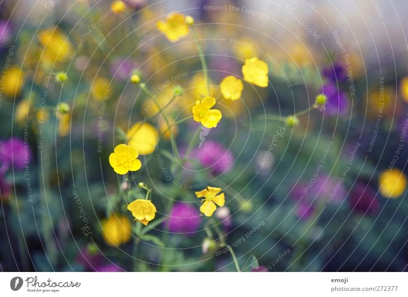 Butterblumen Umwelt Natur Pflanze Frühling Blume Sumpf-Dotterblumen natürlich gelb Farbfoto Außenaufnahme Nahaufnahme Detailaufnahme Makroaufnahme Tag