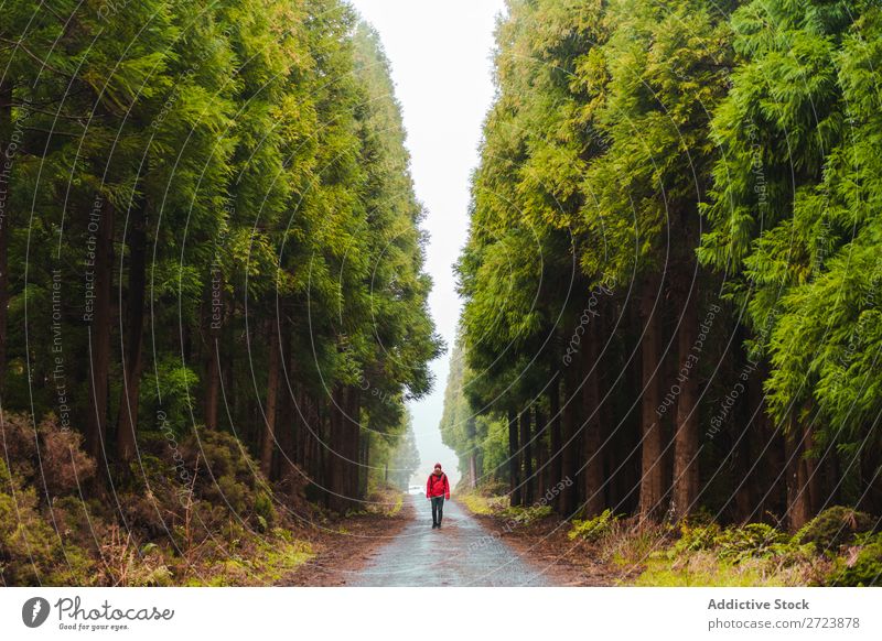 Wanderer im Wald mit erhobenen Händen Tourist Natur Mann Hände hoch laufen Straße rot Jacke grün Ferien & Urlaub & Reisen Abenteuer Landschaft wandern Azoren