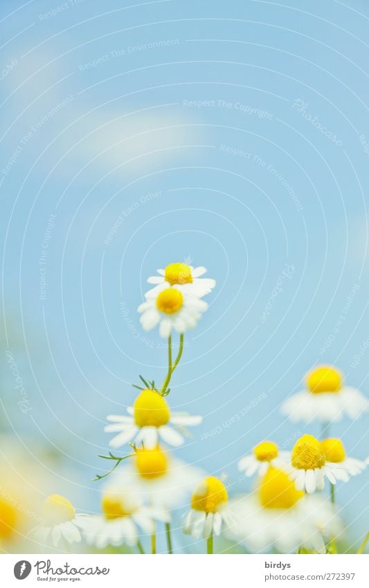 Blühende Kamille vor einem pastellblauen Himmel. Kamilleblüten Kamillenblüten himmelblau Natur Blauer Himmel Pflanze Wolken Frühling Sommer Schönes Wetter