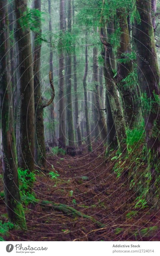 Grüne Bäume im Wald grün Natur Blatt Moos Rüssel Tag Licht Baum Umwelt Sommer hell Jahreszeiten natürlich Sonnenlicht Azoren Beautyfotografie Park Farbe