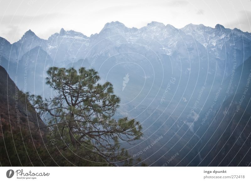 Abgründe Umwelt Natur Landschaft Pflanze Urelemente Erde Wolken Baum Kiefer Felsen Berge u. Gebirge Schlucht Berghang Felswand China Yunnan tiger leaping gorge