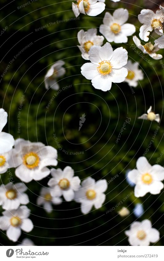 Blumen schmücken das Leben... Pflanze Sommer Schönes Wetter Blüte Garten Park Blumenbeet Blühend Zusammensein natürlich schön viele gelb grün weiß Stimmung