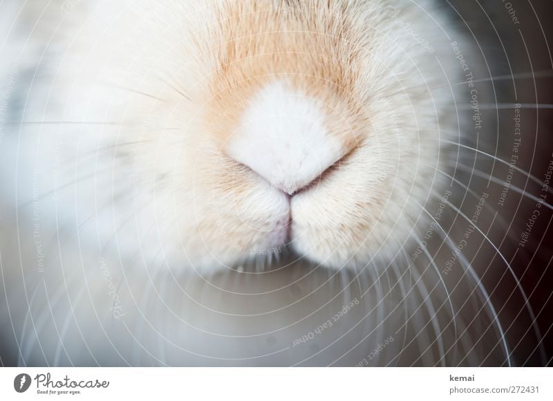 Hase-Nase Tier Haustier Tiergesicht Fell Hase & Kaninchen Zwergkaninchen Barthaare Schnurrhaar 1 hell nah niedlich weich Blesse Farbfoto Gedeckte Farben