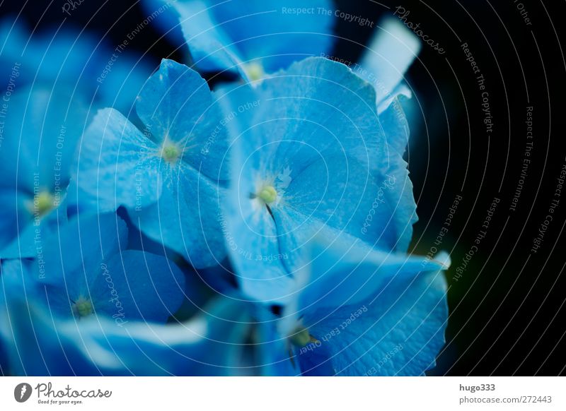 Blaue Hortensie Pflanze Blume Blüte Hortensienblüte Hortensienblätter blau schwarz Treue Farbfoto Nahaufnahme Detailaufnahme Makroaufnahme Unschärfe