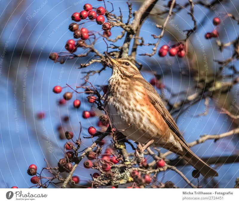 Drossel im Beerenstrauch Frucht Natur Tier Himmel Sonnenlicht Schönes Wetter Baum Wildtier Vogel Tiergesicht Flügel Krallen Wacholderdrossel Schnabel Feder Auge