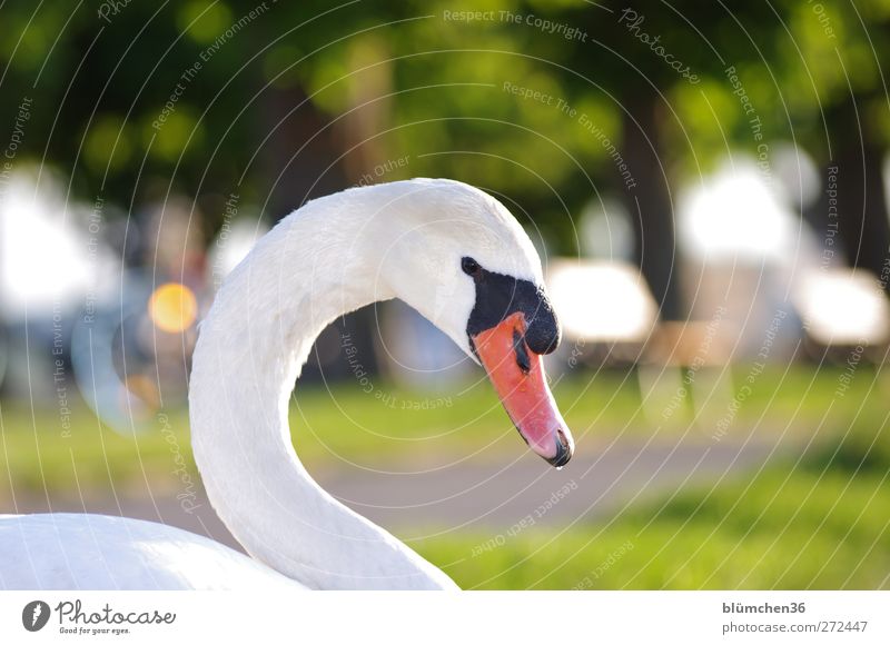 Wer nervt mich da? Natur Tier Park Wildtier Vogel Schwan Tiergesicht beobachten Blick sitzen ästhetisch bedrohlich elegant frech schön grün weiß Tierliebe