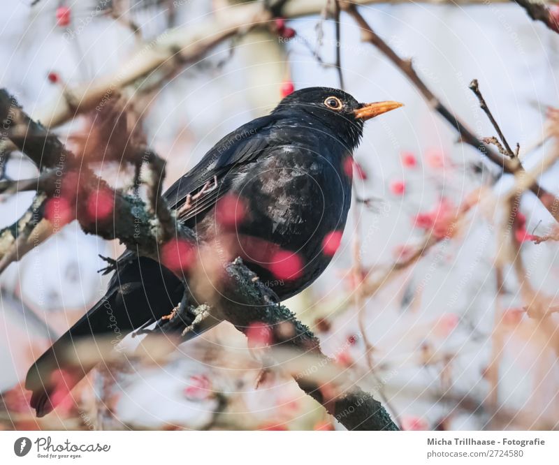 Amsel im Baum Frucht Beeren Natur Tier Himmel Sonnenlicht Schönes Wetter Wildtier Vogel Tiergesicht Flügel Krallen Schnabel Feder Auge 1 beobachten Blick sitzen