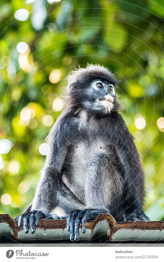 brillenlanguren | süßer affe mit milchbart besonders beeindruckend Natur nachdenklich Nahaufnahme Unschärfe Tierporträt Wildnis Menschenleer Kontrast