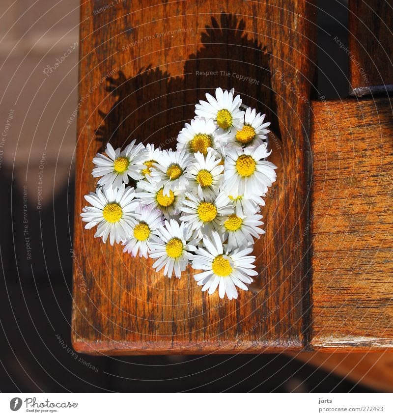 herzlichts Pflanze Blume Blatt Blüte Holz Herz Freundlichkeit frisch schön Fröhlichkeit Zufriedenheit Freundschaft Liebe Gastfreundschaft Gänseblümchen Tisch