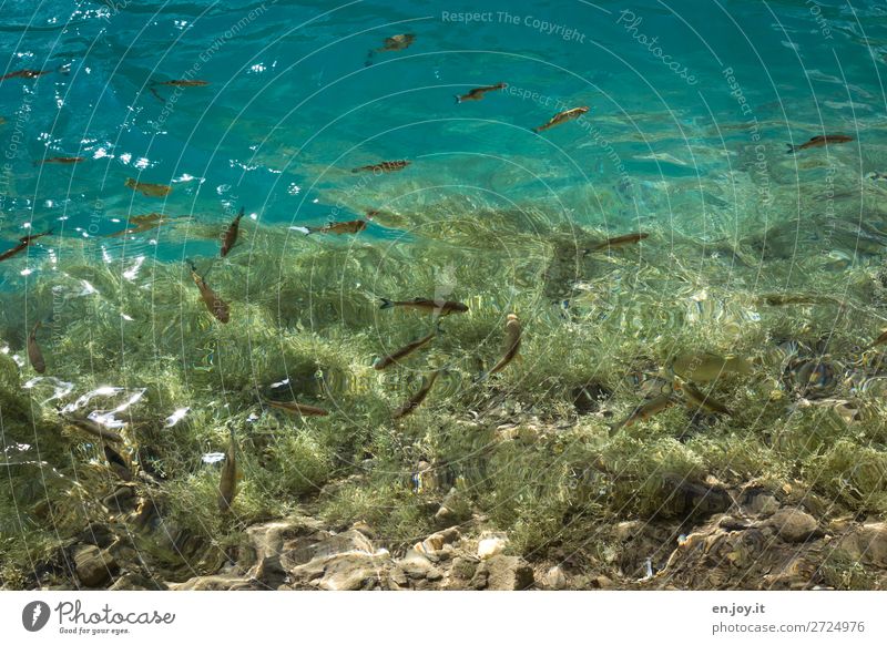 eigene Welt Ferien & Urlaub & Reisen Natur Pflanze Tier Wasser Klima Klimawandel Wasserpflanze Algen Kletterpflanzen Felsen See Plitvicer Seen Fisch Schwarm