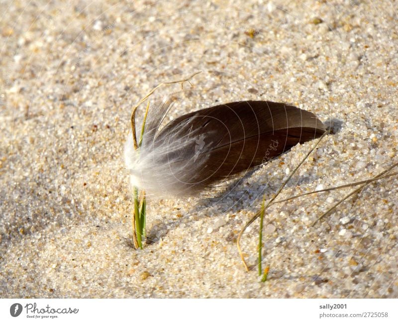 Strandgut... Wind Sturm Dünengras Feder fangen hängen maritim grau Zufriedenheit Möwe Sand weich festhängen Fahne Farbfoto Außenaufnahme Menschenleer Tag