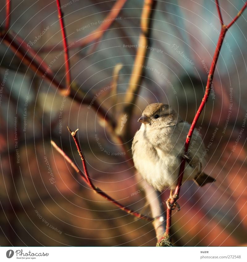 Rund wie en Spatz Natur Tier Frühling Wildtier Vogel 1 sitzen warten klein natürlich niedlich rund weich braun Tierliebe Feder Gesang Lied Zweig Schnabel